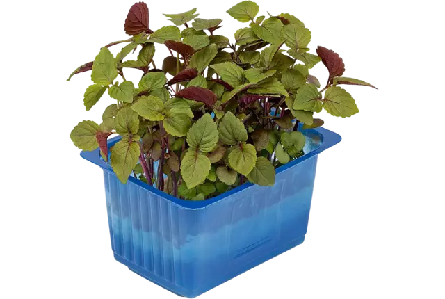 Shiso bicolor duo topseal